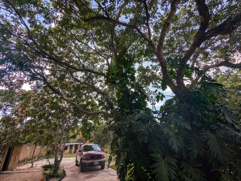 Mirando hacia arriba entre las ramas de un gran árbol de sombra, con la veleta detrás.