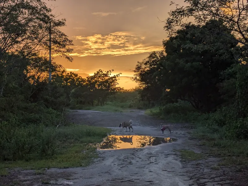 Un camino de tierra al atardecer, dos perros y un charco que refleja el cielo.