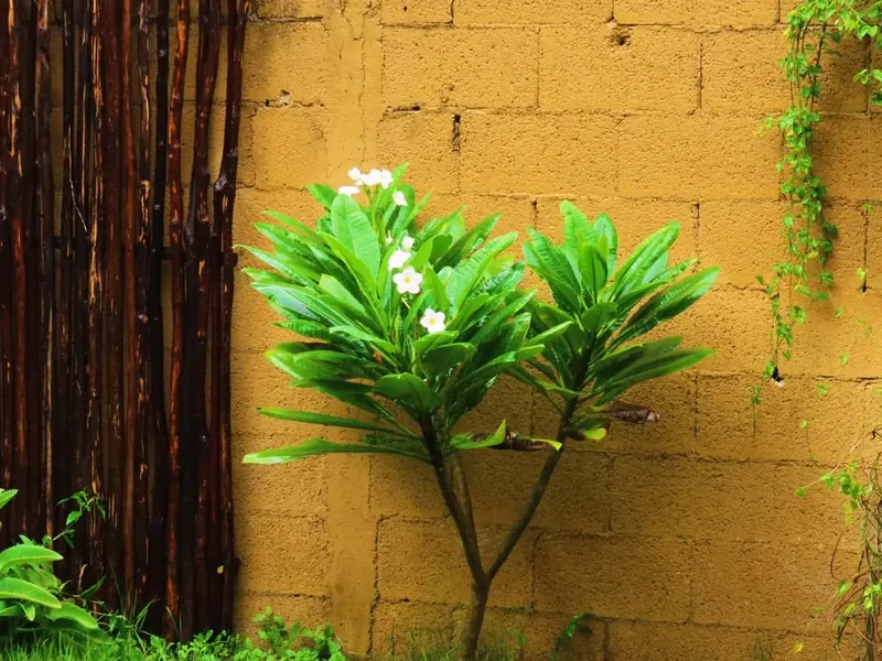 Flores de plumeria frente a un muro ocre y una celosía de carrizo.