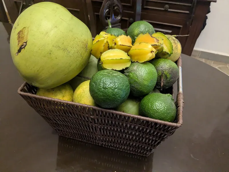 Una canasta con cocos, carambolas y cítricos del jardín.