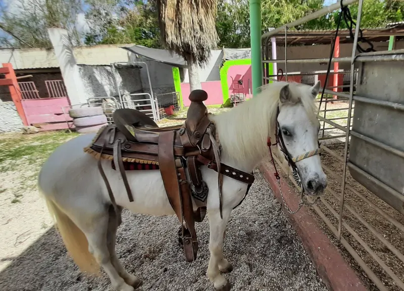 Un poni blanco ensillado en un corral del pueblo.