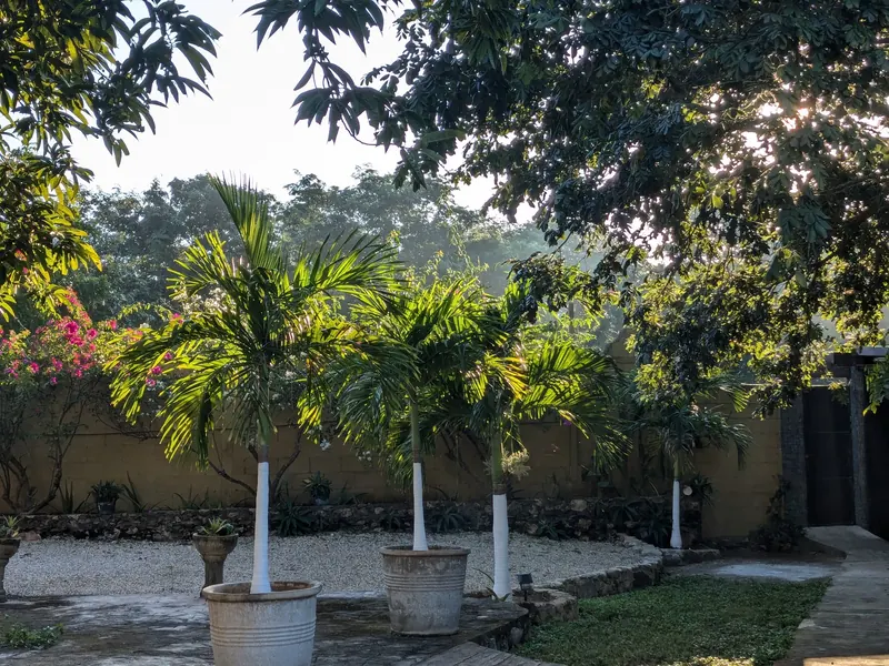 Palmas y jardín de grava con la luz de la mañana.